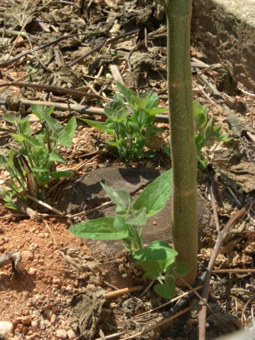 Brote de Paulownia